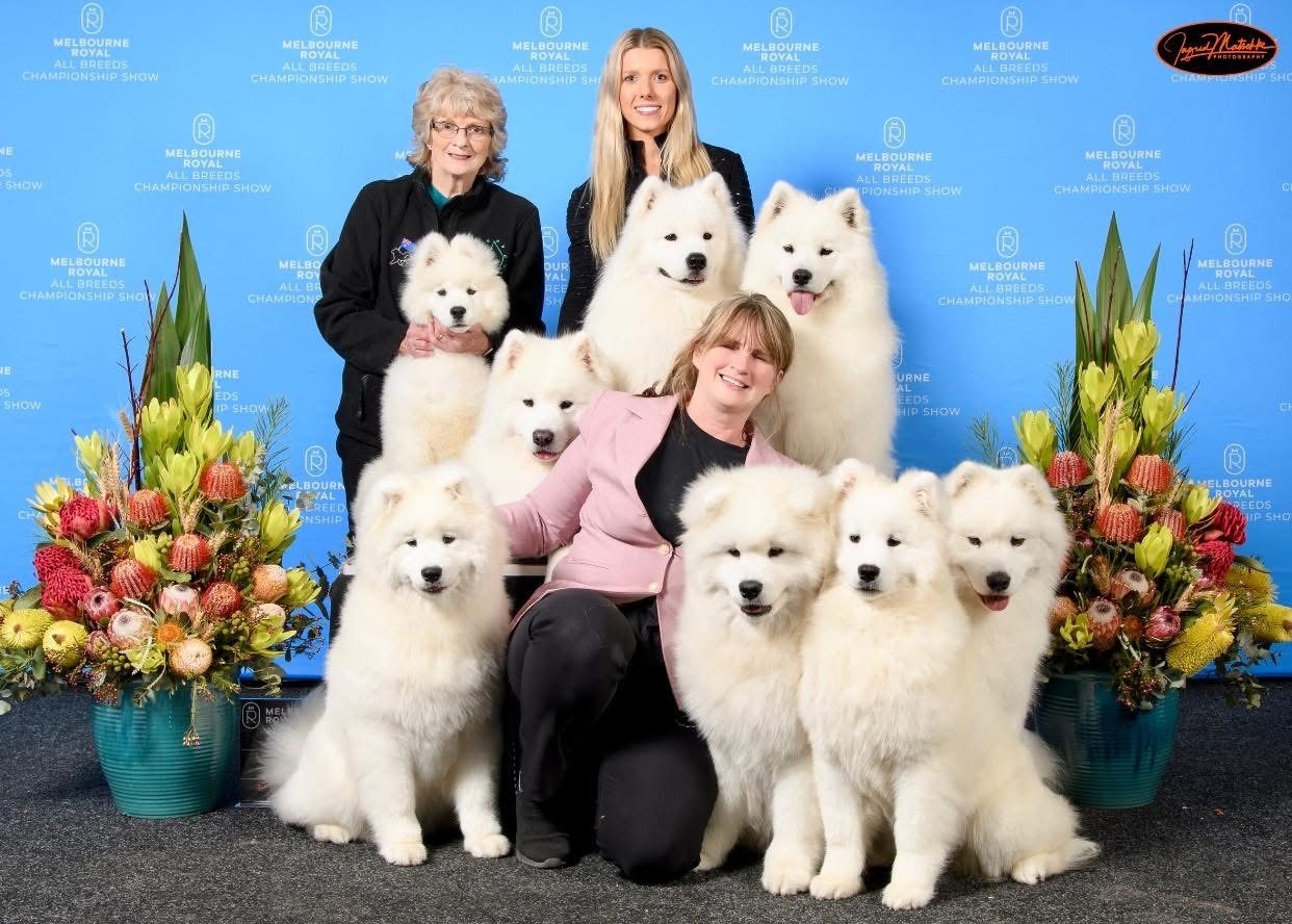 Kalaska Samoyeds at a championship show