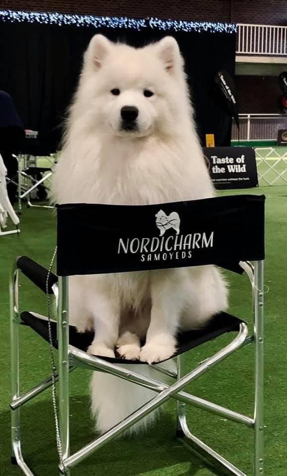 Ch. Nordicharm Royal Wizard today