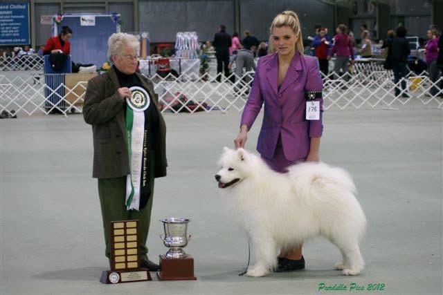 Aussie RU in show Victorian Spitz Show 2012