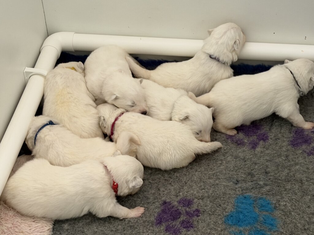 Samayah Keeper Of The Faith (AI) x Kalaska Penelope Pinot Noir litter