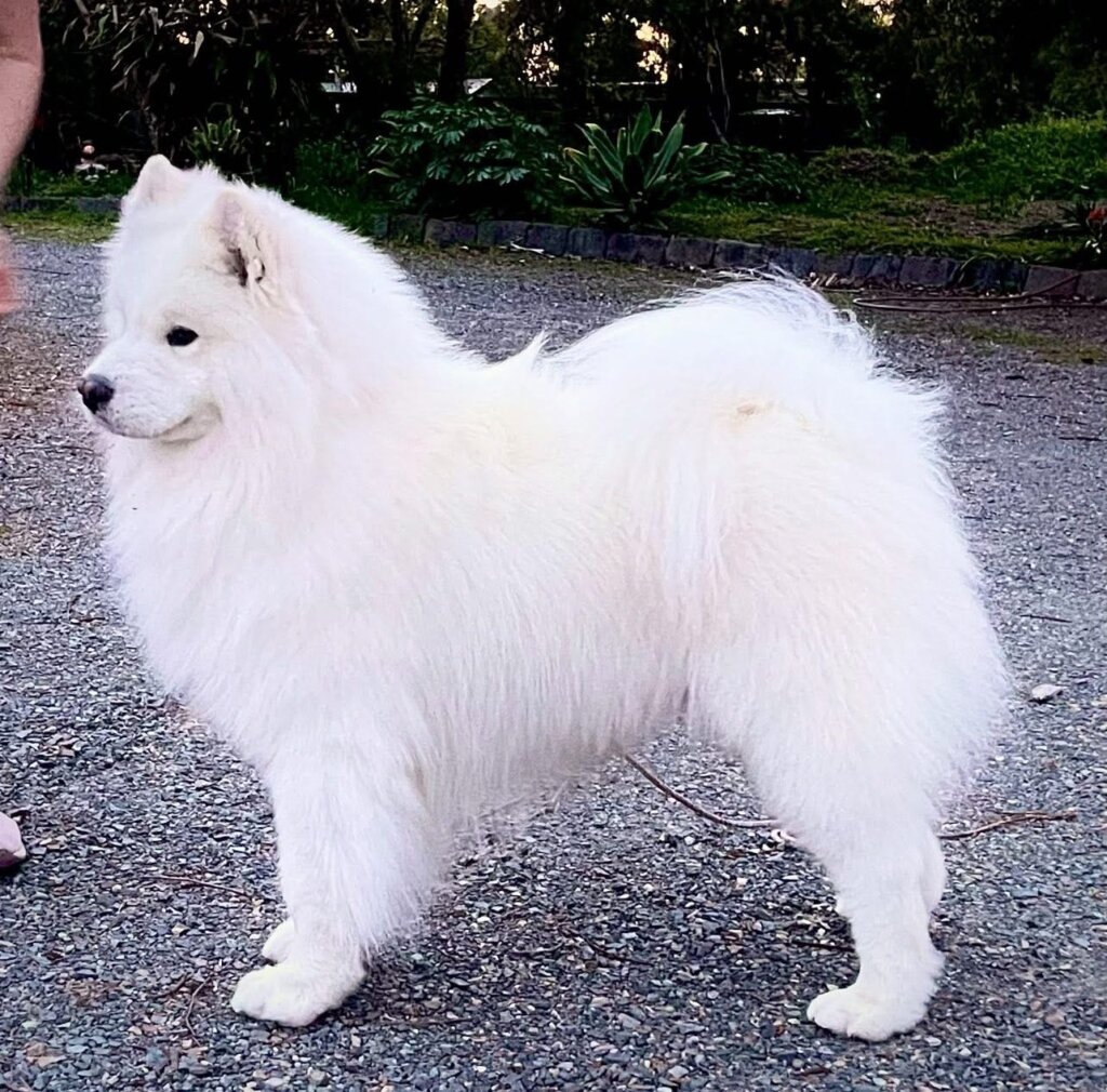 Kalaska D Lux Edition