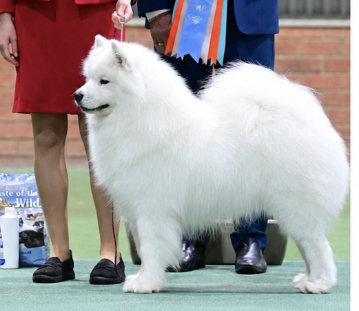 Victorian Spitz Breeds Club Inc