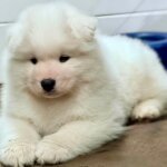 Samoyed litter: Kalaska Lord Lux × AU Ch. Kalaska Diamonds R For Me — 2026