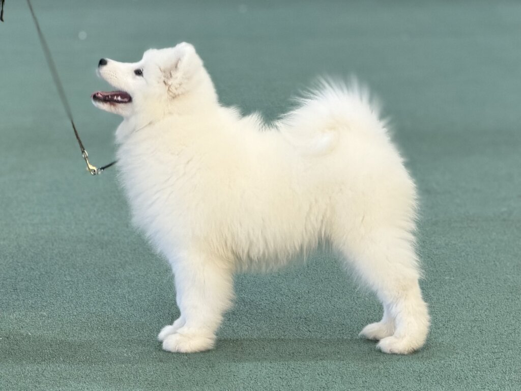 West Gippsland Kennel Association (PM Show)