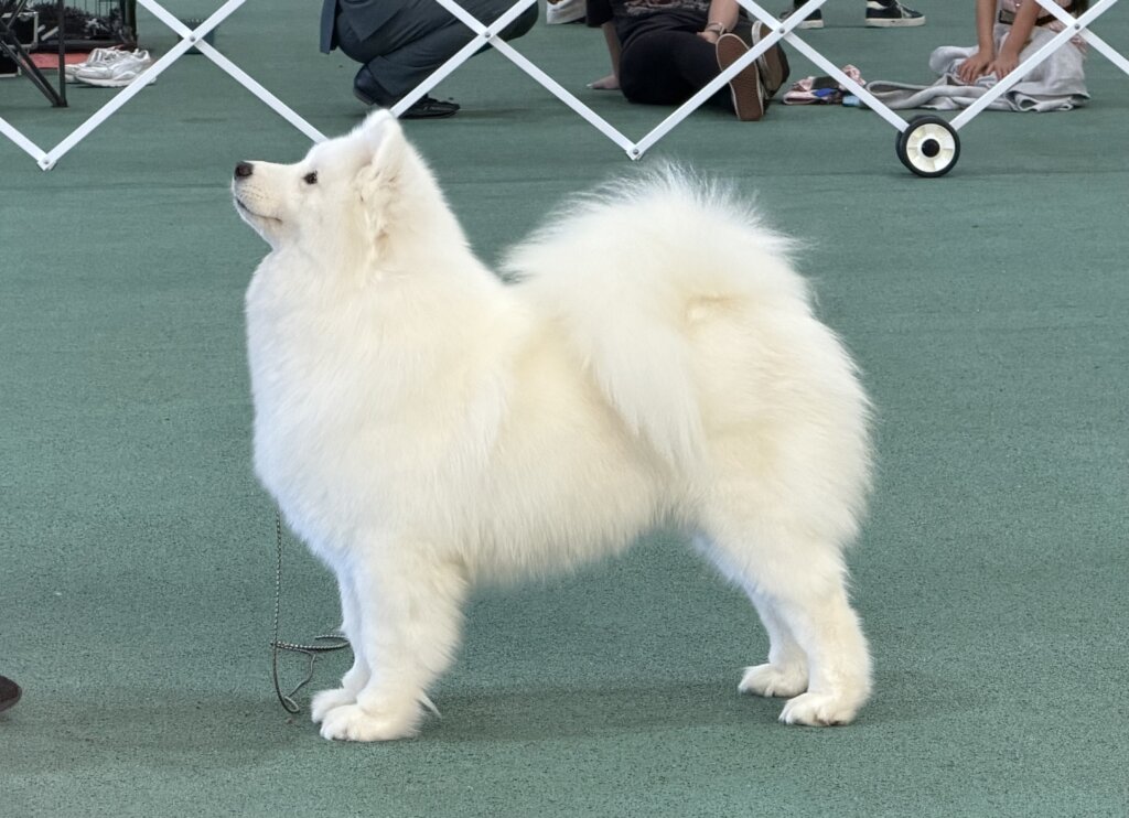 Junior Kennel Club of Victoria