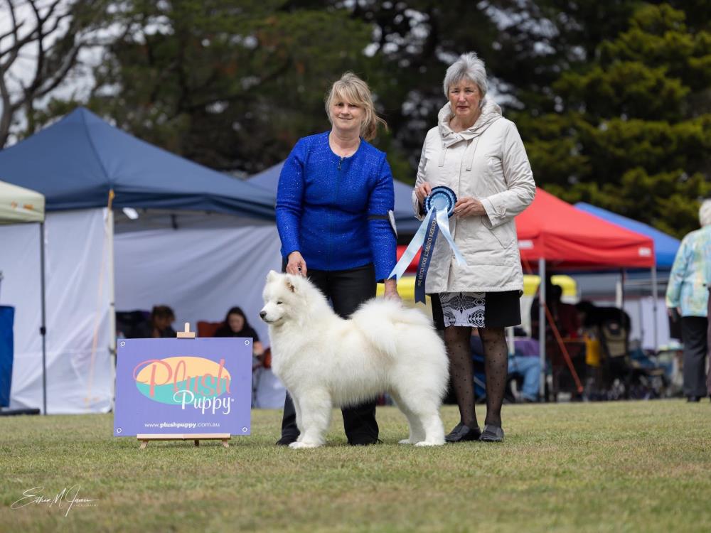 Dogs Victoria Easter Festival Of Shows (PM Show)