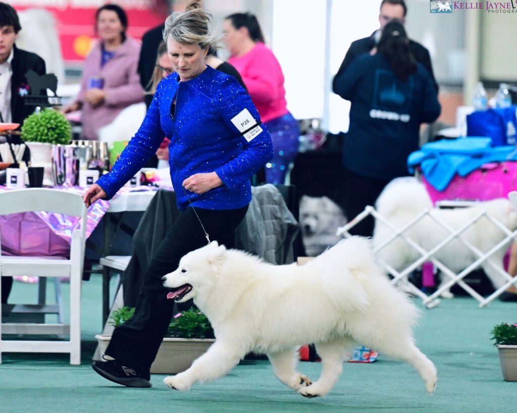 The Samoyed Club of Victoria Inc