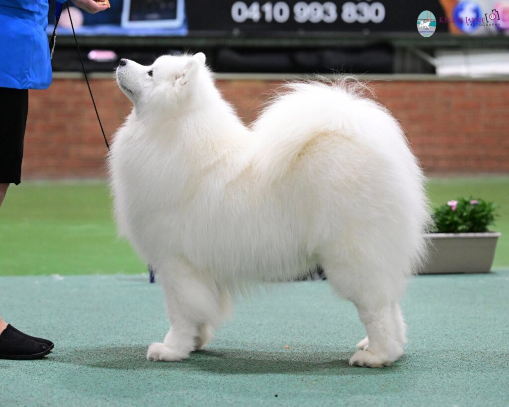 The Samoyed Club of Victoria Inc