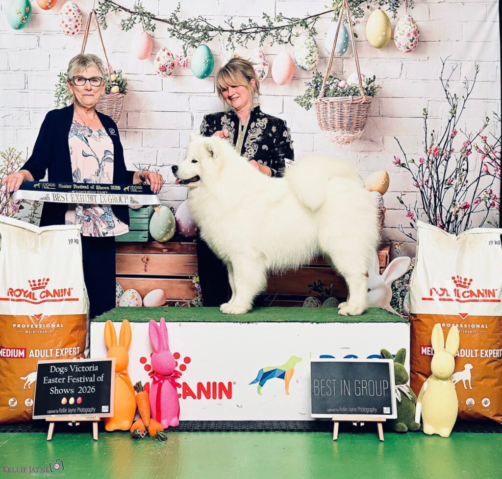 Dogs Victoria Easter Festival Of Shows (AM Show)