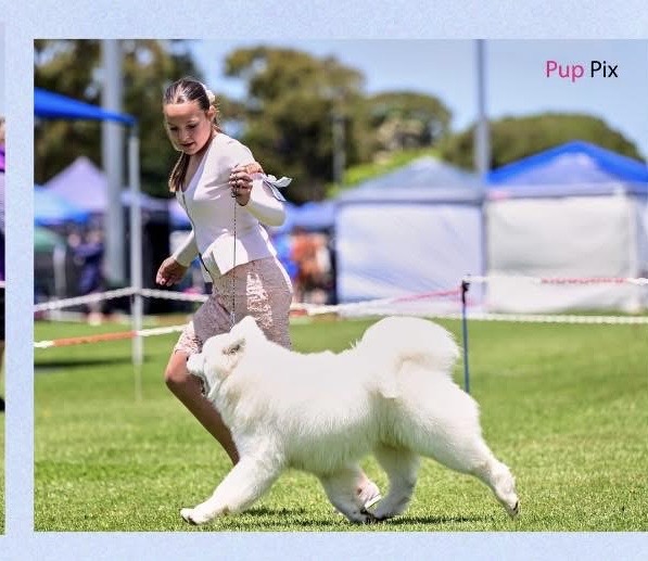 Dogs Victoria Summer Spectacular Committee
