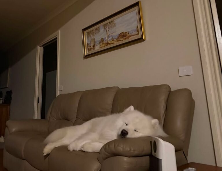 Don’t get too comfortable there, Wizard has found his comfy place.