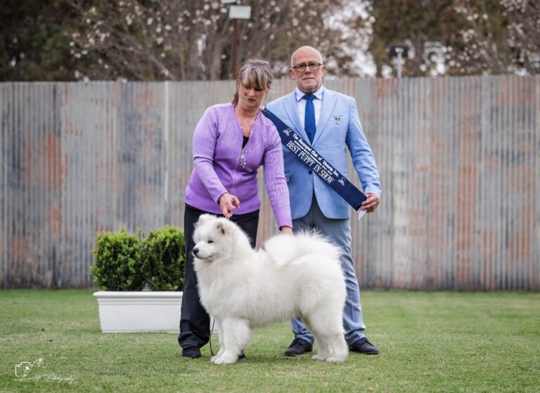 💜 So proud of Robbie Our Rockstar ⭐️ 🏆 Winning Puppy In Show 🏆 Samoyed…