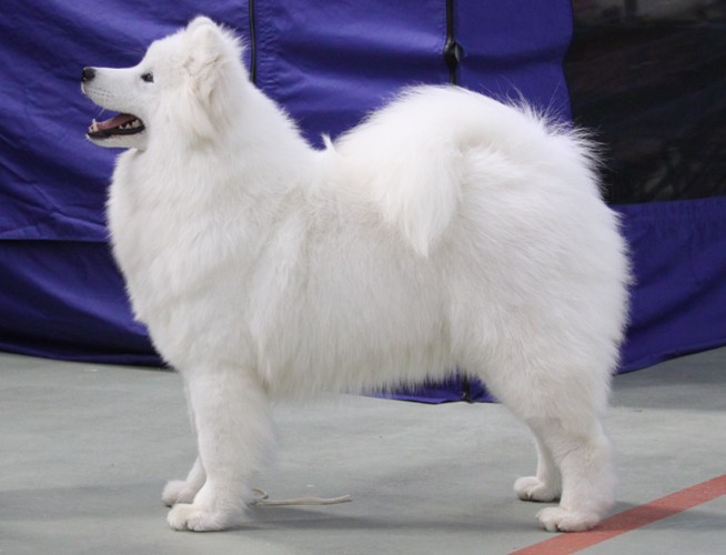 Cookie PIS SCV Champ Show 2010 113Crop