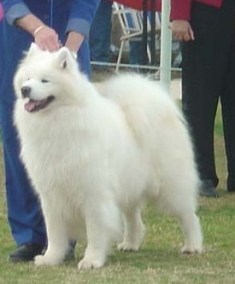 DallasNational2004