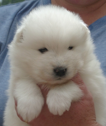 DorisLennyPuppies2web