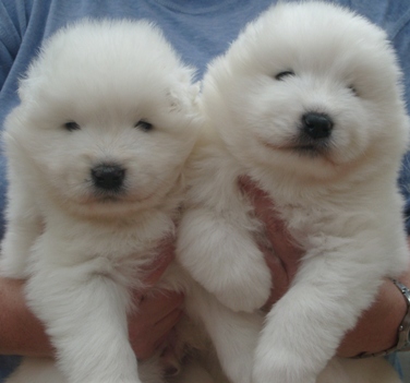 DorisLennyPuppies2webBoys