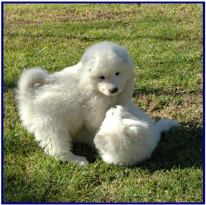 Duke'sPuppies5weeks