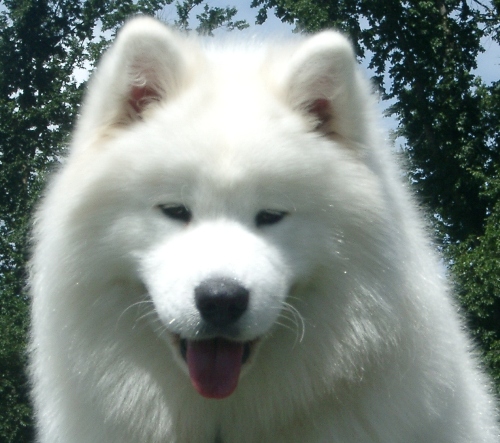 DukeHead11months.jpgWeb
