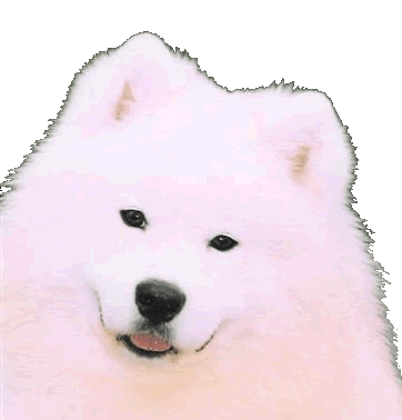 Kalaska Lucky Star Of Gem _ Chinook(Head)