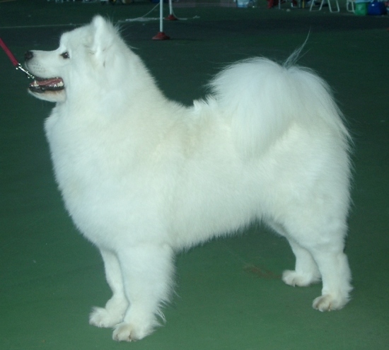 KalaskaTouchOMagic