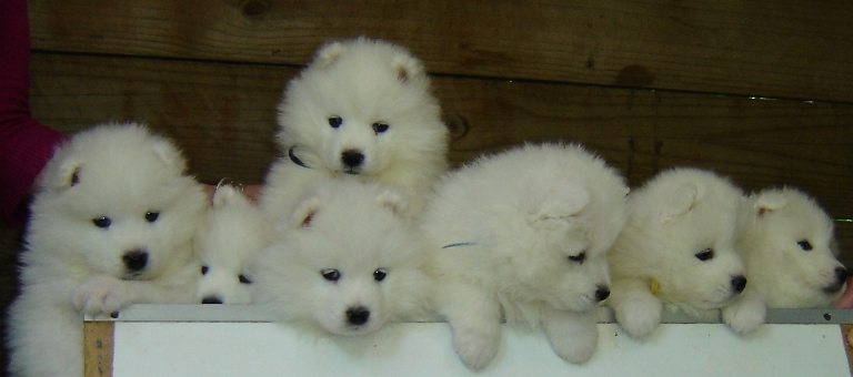 Pru's7PuppiesWebPuppyPics