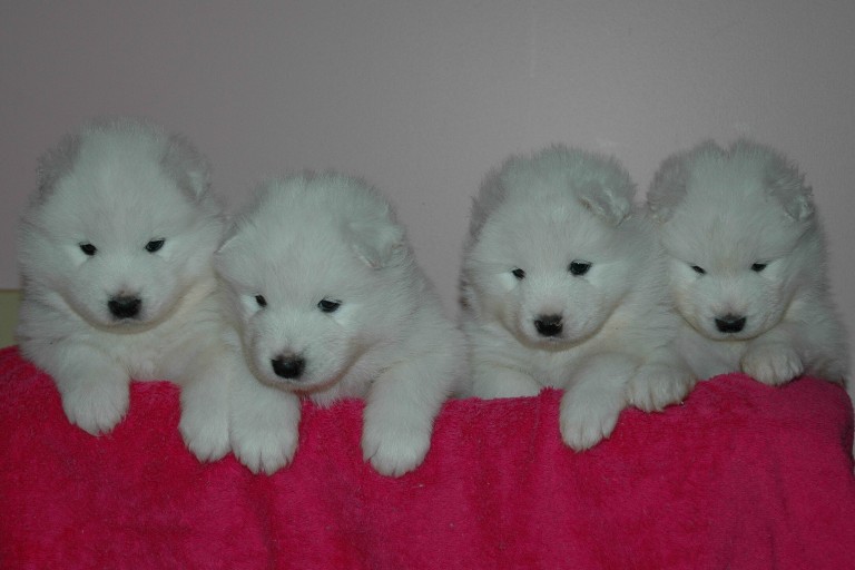 PuppiesDukeKassie5weeksWeb