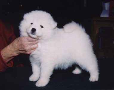 gallpup_image