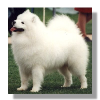 dog_5