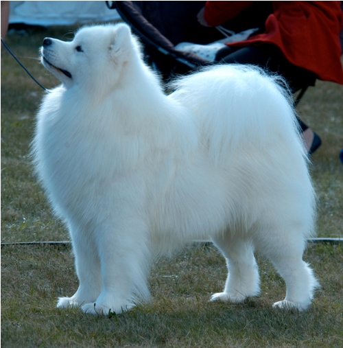 Aussie BIS All BreedsCrop