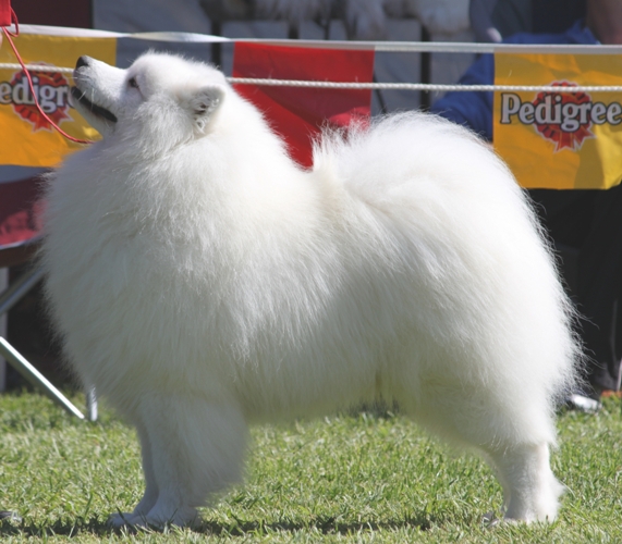 Bailey Grand Championcrop