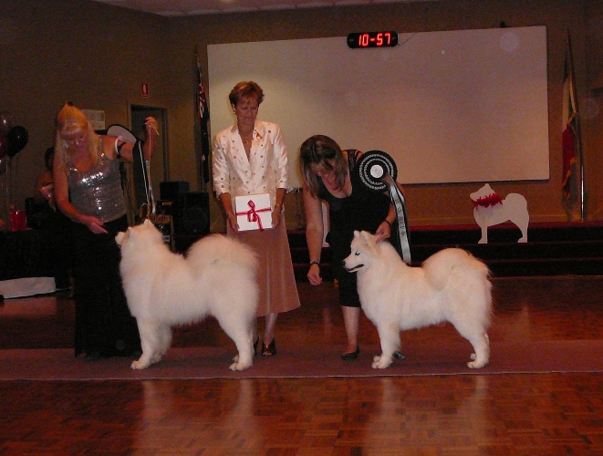 Cookie SCV Top Dog Night CROP