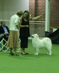 Cookie SCV Top Puppy 2010CROP
