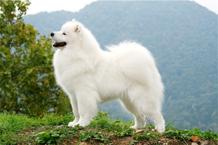 Hades on Mountaincrop