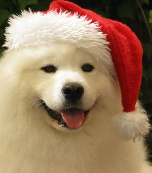 JasperChristmasCrop