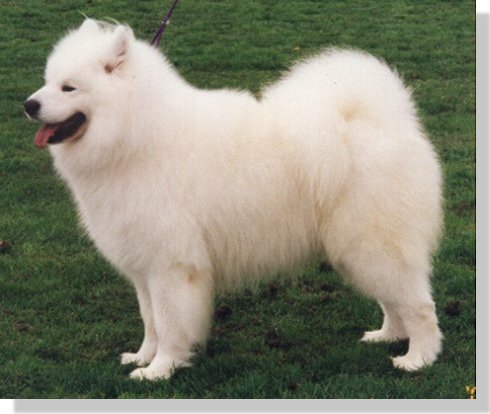 NSW Samoyed Club
