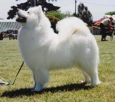 AU Ch. Kalaska Huggie Bear