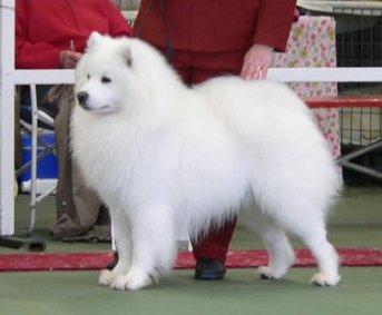 AU Ch. Kalaska Latoshka