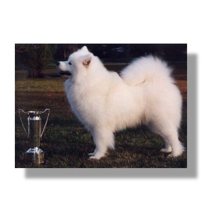 AU Ch. Kalaska Lucy’s BWitched