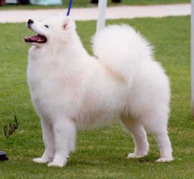 NSW Samoyed Specialty