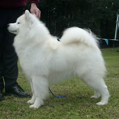 Aust. Ch. Kalaska Sheer Excellence