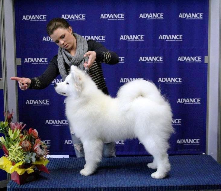 Marmaduke Melb Royal 2011.jpgCROP