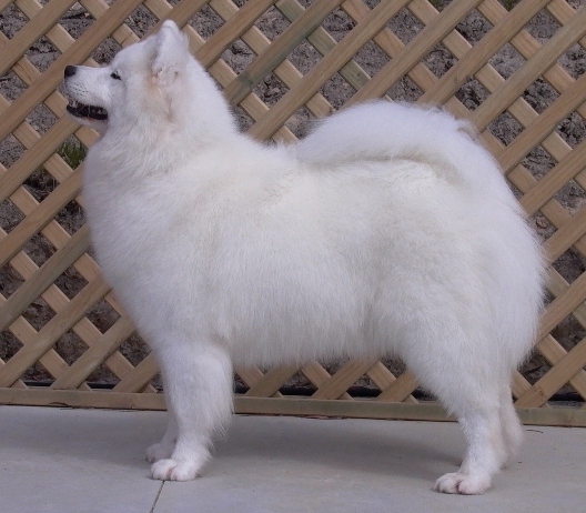 NZ CH Kalaska Grand Elegance At Lealsam 1