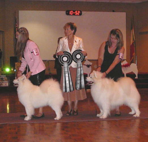 Pink aand Aussie SCV Top DOg NightCrop 2