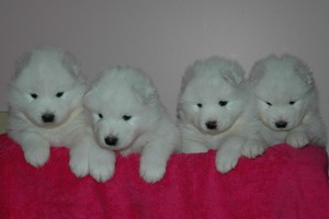 PuppiesDukeKassie.jpgWeb