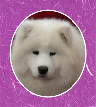 RoseAdelaideRoyalHeadFramed