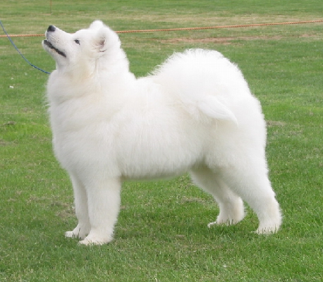 Snowsapphire Rainbow Royal From Sarbesha (Imp UK)