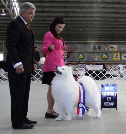 Samoyed Champ Show 2010 202 BIS (2) (2)CropCrop