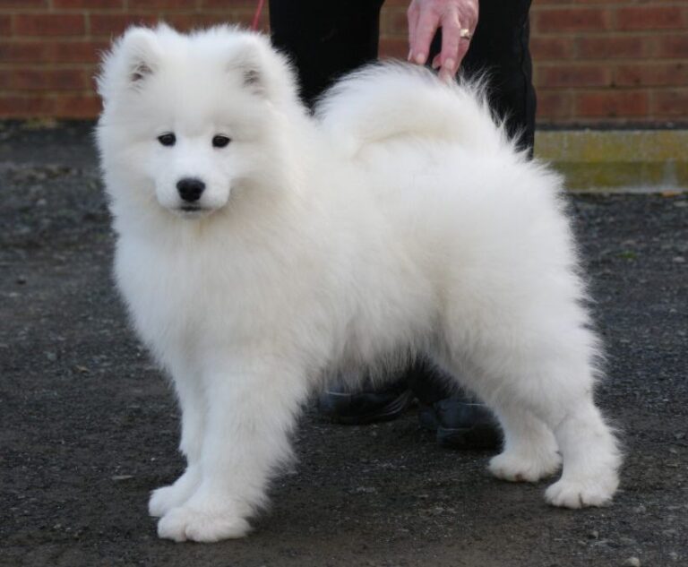 Shaska26thAug2006BabyPuppyDogClass