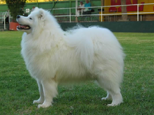Snowsapphire Rainbow Royal From Sarbesha _ ROYAL