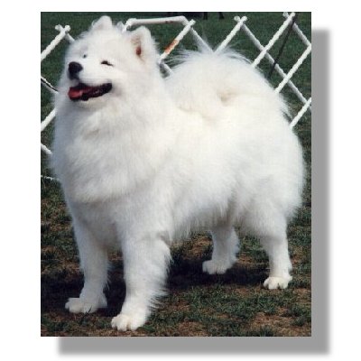 dog_10